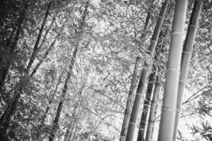 写真作品
