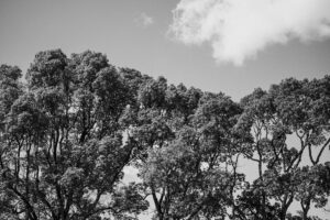 写真作品