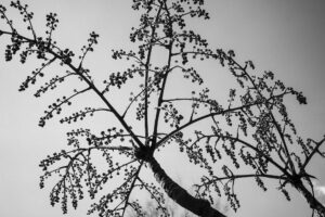 写真作品