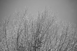 写真作品