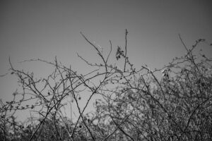 写真作品