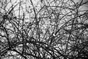 写真作品
