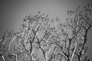 写真作品