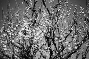写真作品