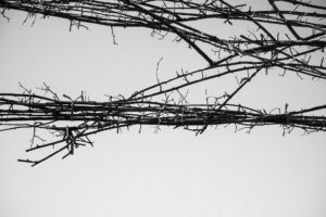 写真作品
