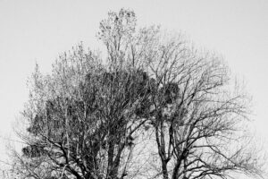 写真作品