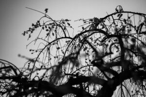 写真作品