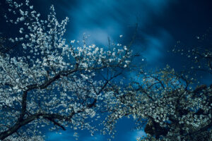 写真作品