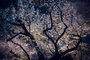 写真作品