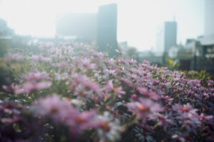 写真作品