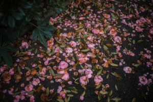 写真作品