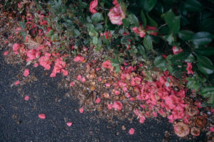 写真作品