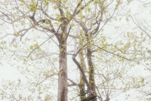 写真作品