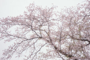 写真作品