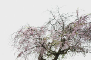写真作品
