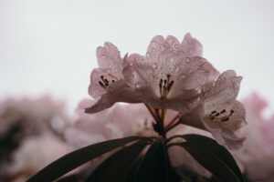 写真作品