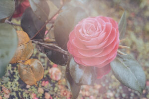 写真作品