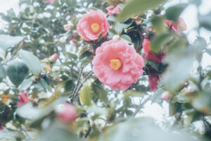 写真作品