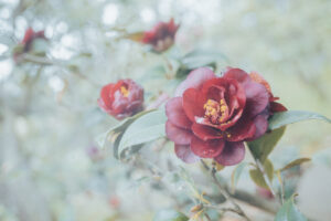 写真作品