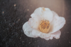 写真作品