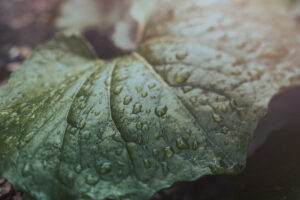 写真作品