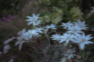 写真作品