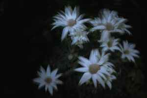 写真作品