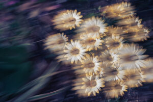 写真作品