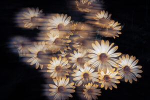 写真作品
