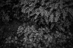 写真作品