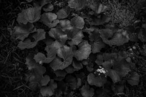 写真作品