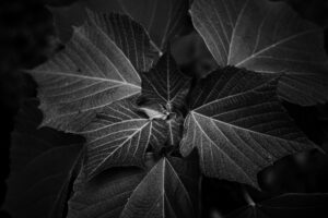 写真作品
