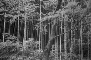 写真作品