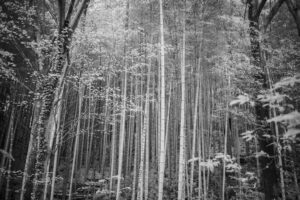 写真作品