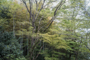 写真作品