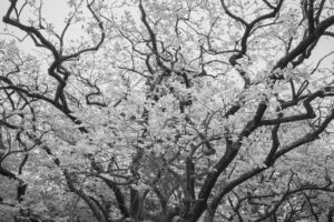 写真作品
