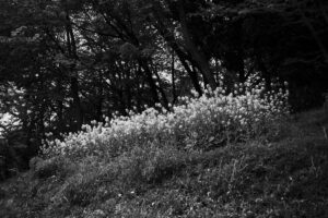 写真作品