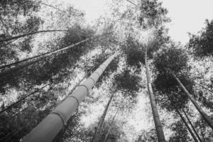 写真作品