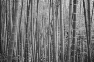 写真作品