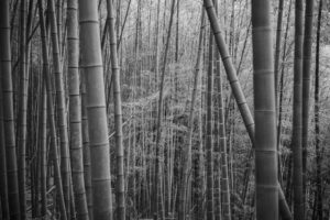 写真作品