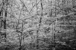 写真作品