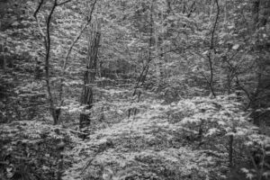 写真作品