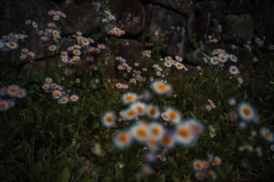 写真作品