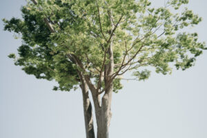 写真作品