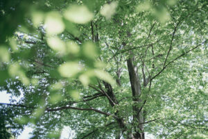 写真作品
