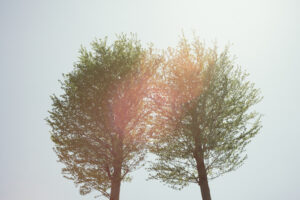 写真作品