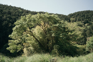 写真作品