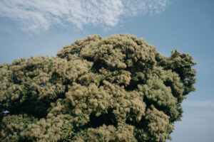 写真作品