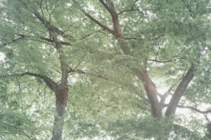 写真作品