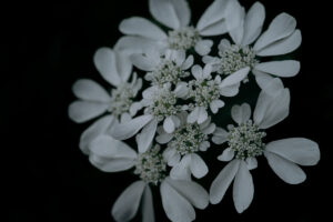 写真作品